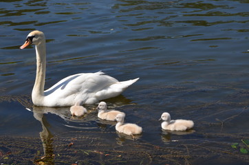 famille de cygnes, maman cygne et ses petits sur l'eau