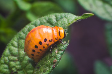 Red larva of the Colorado potato beetle eats potato leaves