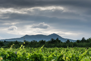 Wineyard.