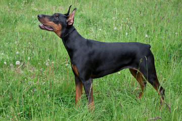 Cute doberman pinscher is standing on a green meadow.