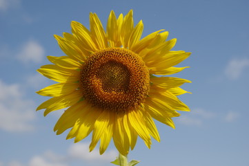 Naklejka premium Sonnenblume