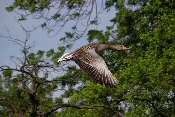 Gans, Graugans, fliegende Gans, Bird, Gänse