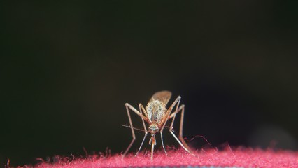A mosquito sucks blood from a person. Bloodsucking insect. Midges.