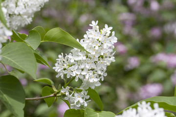 Lilac branch with a bunch of white flowers close-up