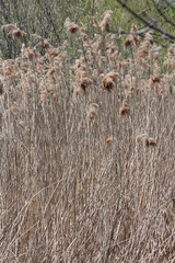 Phragmites (australis), blowing in the wind, found along a roadside ditch in S.E. Ontario.   