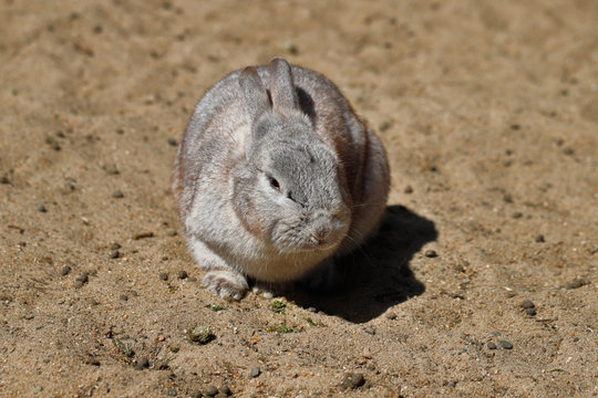 Grey domestic pygmy rabbit (bunny)