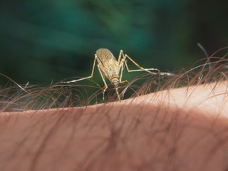 A mosquito sucks blood from a person. Bloodsucking insect. Midges.