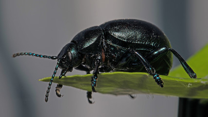 Schwarzer Käfer auf Blatt