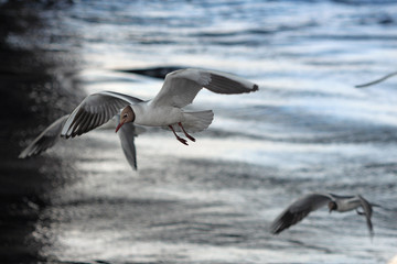 gulls hovering over the water