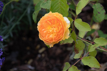 Summer flowers in bloom in a garden
