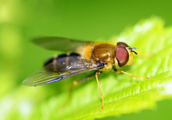 The fly sits on a green sheet.