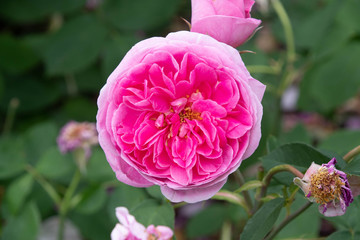 summer flowers in bloom in a garden