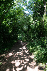 Country walk in dappled sunlight