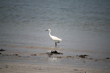 Aigrette