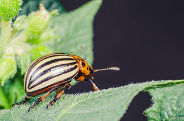 Colorado potato beetle eats potato leaves, close-up