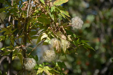 fluffy balls on the grass