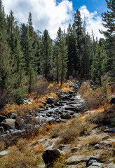 Mountain stream among the trees