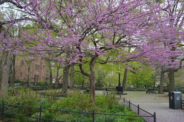 Cherry Blossom at NYC Park