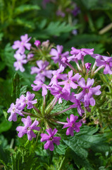 Phlox paniculata Jeana Jeana Garden Phlox