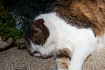 Fototapeta na wymiar Cat relaxing in Garden