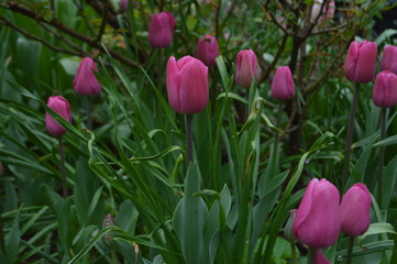 Fototapeta premium Tulips
