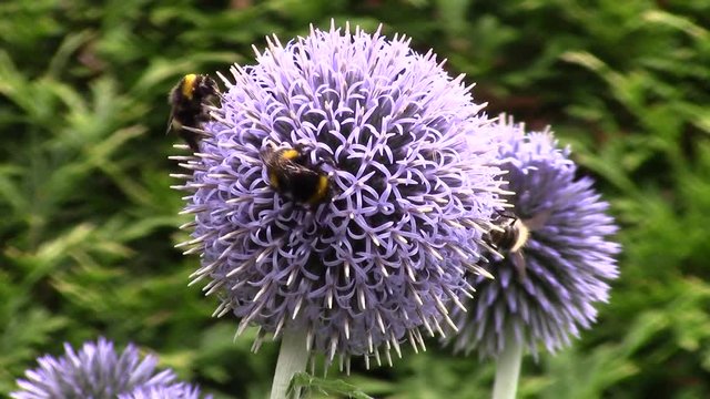 Echinops flower and bumblebees in the garden - macro