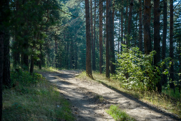 Fototapeta na wymiar picturesque landscape of a pine forest