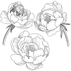 Peony flower in a vector style isolated. Full name of the plant: peony. Vector flower for background, texture, wrapper pattern, frame or border.