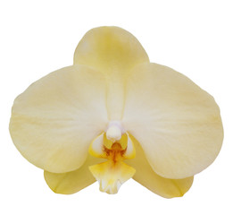 Yellow Orchid isolated on white