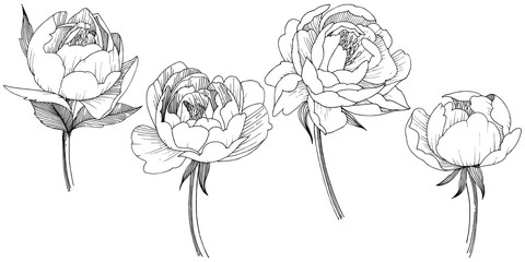 Peony flower in a vector style isolated. Full name of the plant: peony. Vector flower for background, texture, wrapper pattern, frame or border. © yanushkov