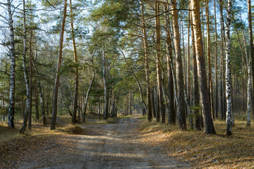 picturesque landscape of a pine forest