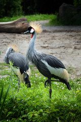 Crowned crane standing alone in a field