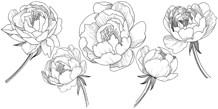 Peony Sketch Images – Browse 30,403 Stock Photos, Vectors, and Video |  Adobe Stock