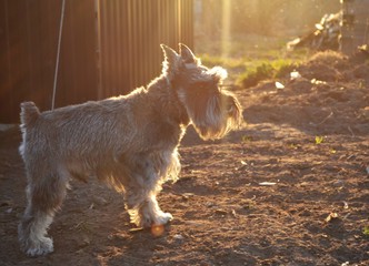 Sunny Dog