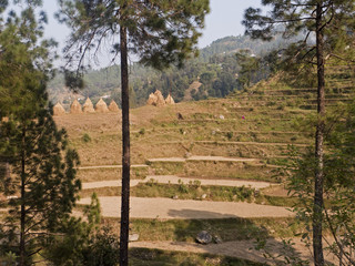 Fototapeta na wymiar Landwirtschaft mit Terassenfeldern im Himalaya Gebiet von Uttarakhand Indien