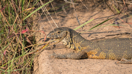 Nilwaran (Varanus niloticus), Südafrika, Afrika
