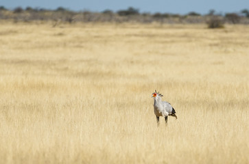 Secretary bird (Sagittarius serpentarius), walking in grassland