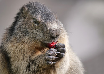 Murmeltier: Kopf und Füße im Detail beim fressen