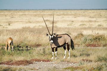 Oryx in Namibian landscape.