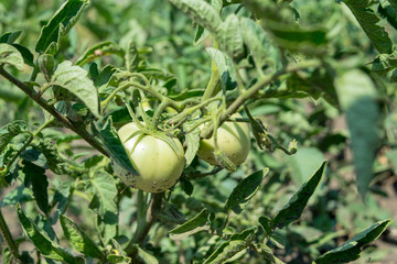 Unsuccessful green tomatoes in the summer garden