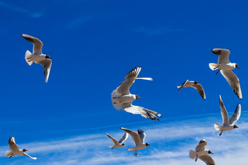 Flying seagulls in the blue sky