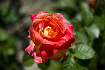 The passionate rose