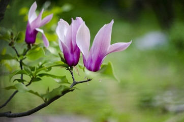 Spring flowering of the magnolia