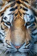 Siberian (Amur) tiger portrait