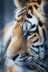 Fototapeta na wymiar Siberian (Amur) tiger portrait