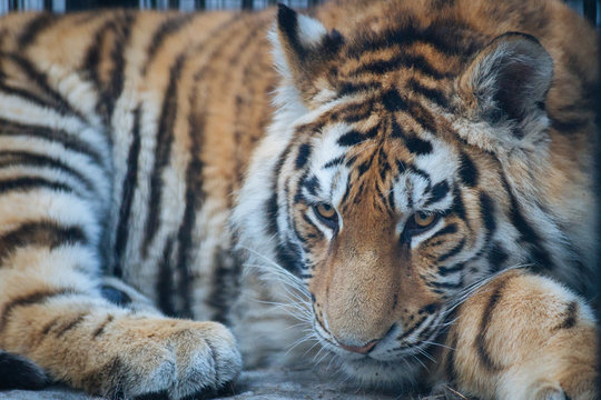 Siberian (Amur) tiger portrait