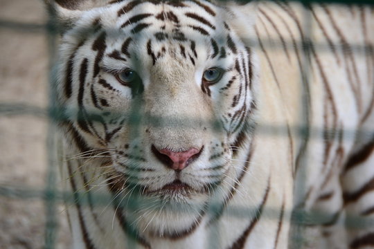Panthera tigris tigris, white tiger, bleached tiger