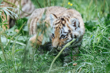 Siberian (Amur) tiger cub playing on the grass