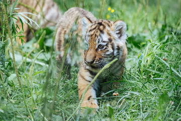 Siberian (Amur) tiger cub playing on the grass