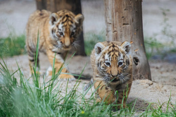 Siberian (Amur) tiger cubs playing